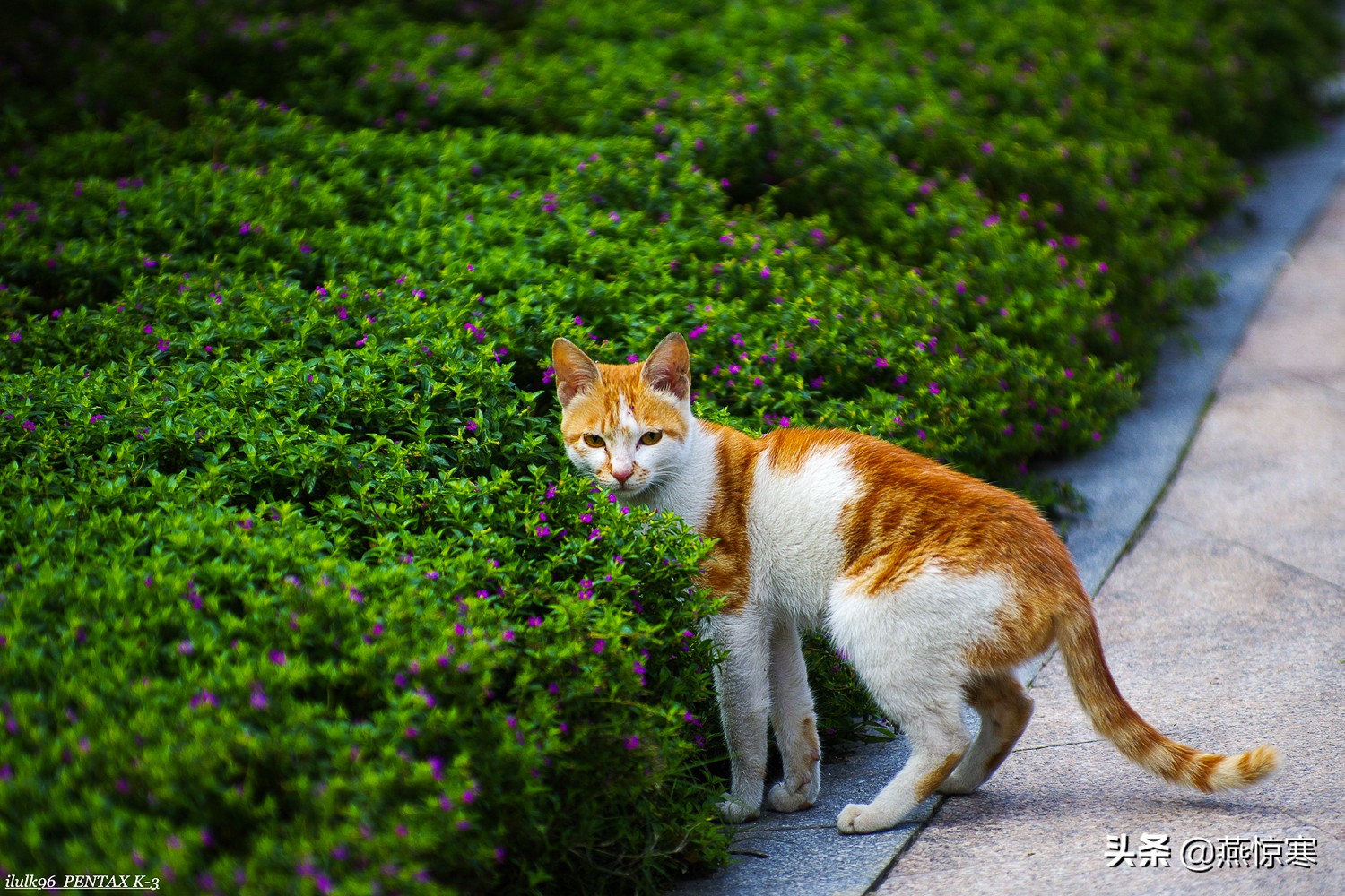 宾得相机配理光的镜头,宾得理光镜头推荐