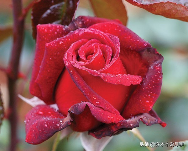 世上有黑色的花吗,世上有黑玫瑰吗