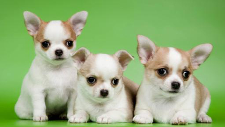 吉娃娃固定神器,吉娃娃遛娃神器