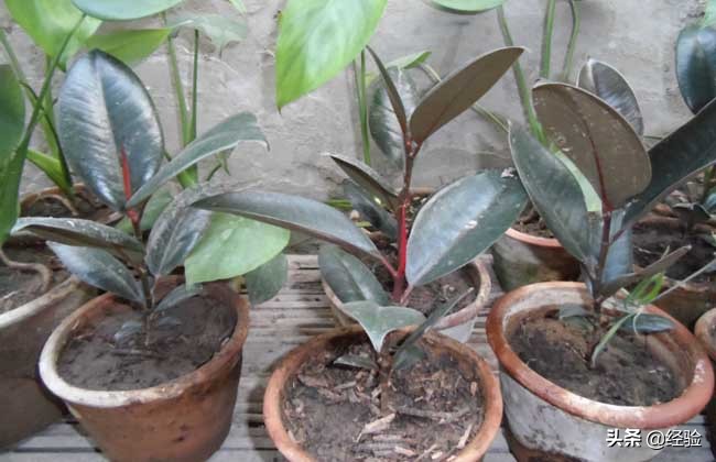 黑金刚橡皮树怎么养老桩,黑金刚橡皮树怎么养叶子蔫