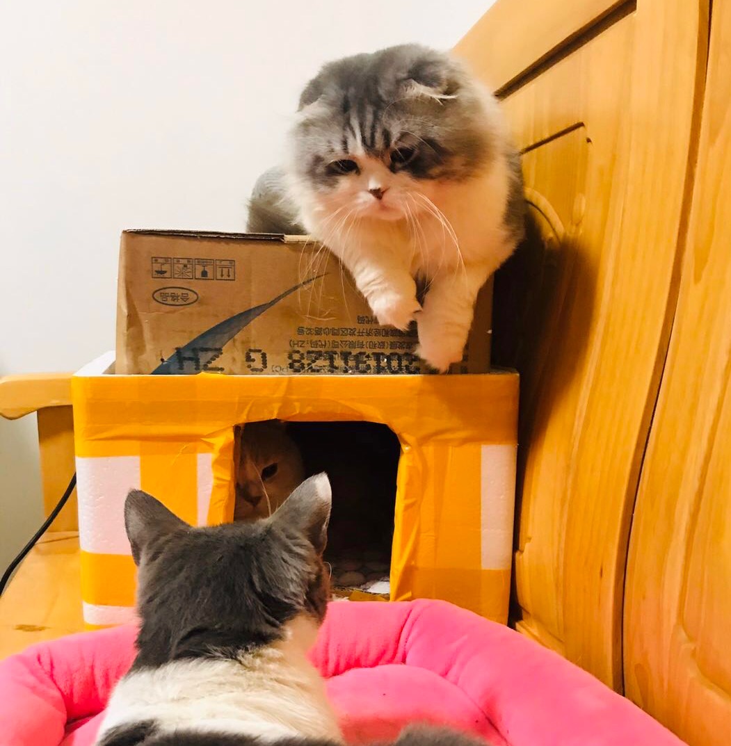 省钱养猫攻略真的假的,省钱养猫攻略猫砂