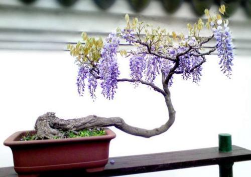 紫藤能盆栽吗怎么养,紫藤可以养花吗