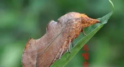 柑橘病虫害最新防治技术,柑橘病虫害详解视频教程