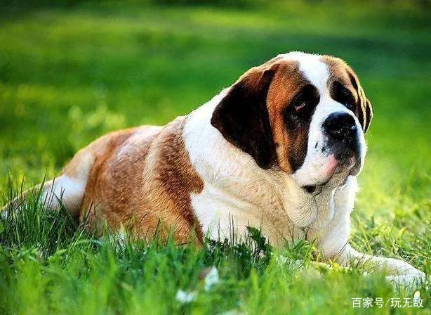 常见狗狗的品种及介绍大全,各种厉害的狗狗品种大全