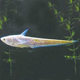 涡河里都有什么鱼,淮河里最大的鱼有哪些