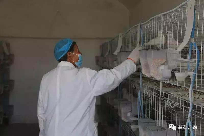 发展赛鸽养殖助力贫困户脱贫致富,铭羽鸽业