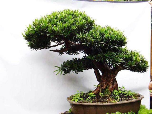 老桩最好养的三种植物,三代传家宝盆景