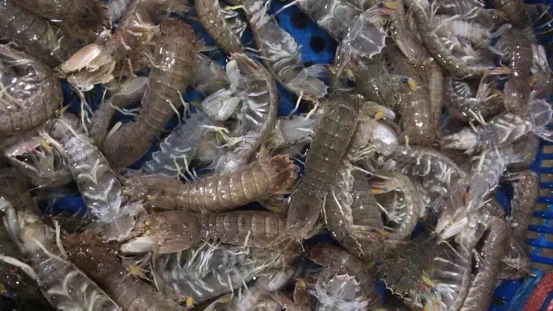 皮皮虾什么季节吃最好吃,吃货们吃皮皮虾的季节到了