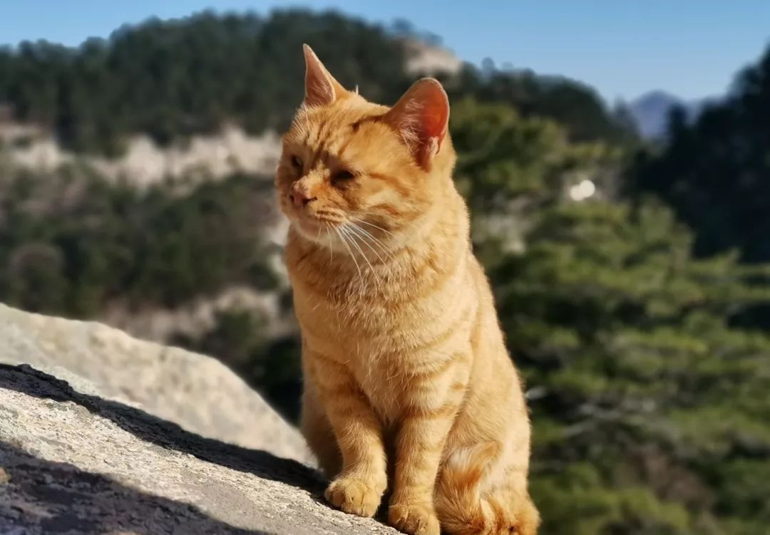 华山雪后景色美爆了,华山雪景真是太美了超级震撼