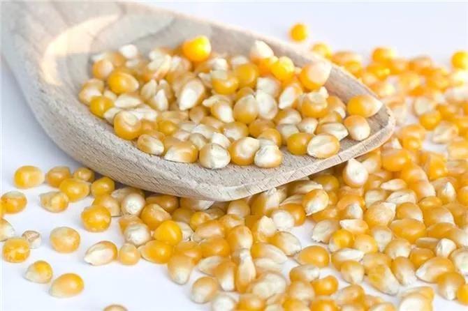 12月份玉米价格上涨的原因,十二月份玉米价格是涨还是跌