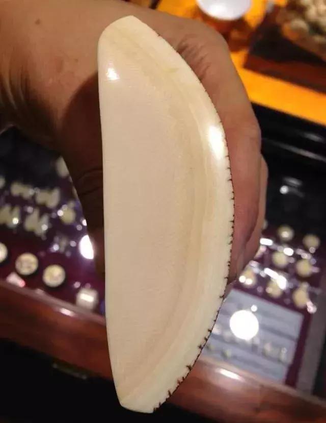 有关猛犸象的知识,猛犸象牙的来历