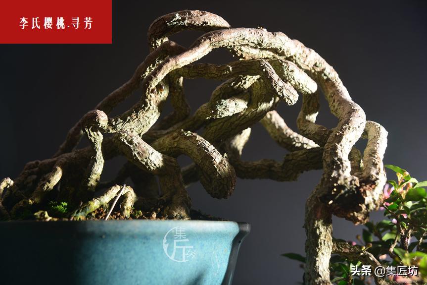 盆景李氏樱桃开花不结果,麻雀虽小五脏俱全小品