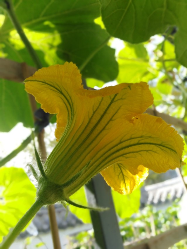 生命的样子文案,生命的样子图片