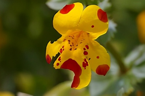 生日鲜花用哪几种花,代表友谊长存和生日快乐花语的花