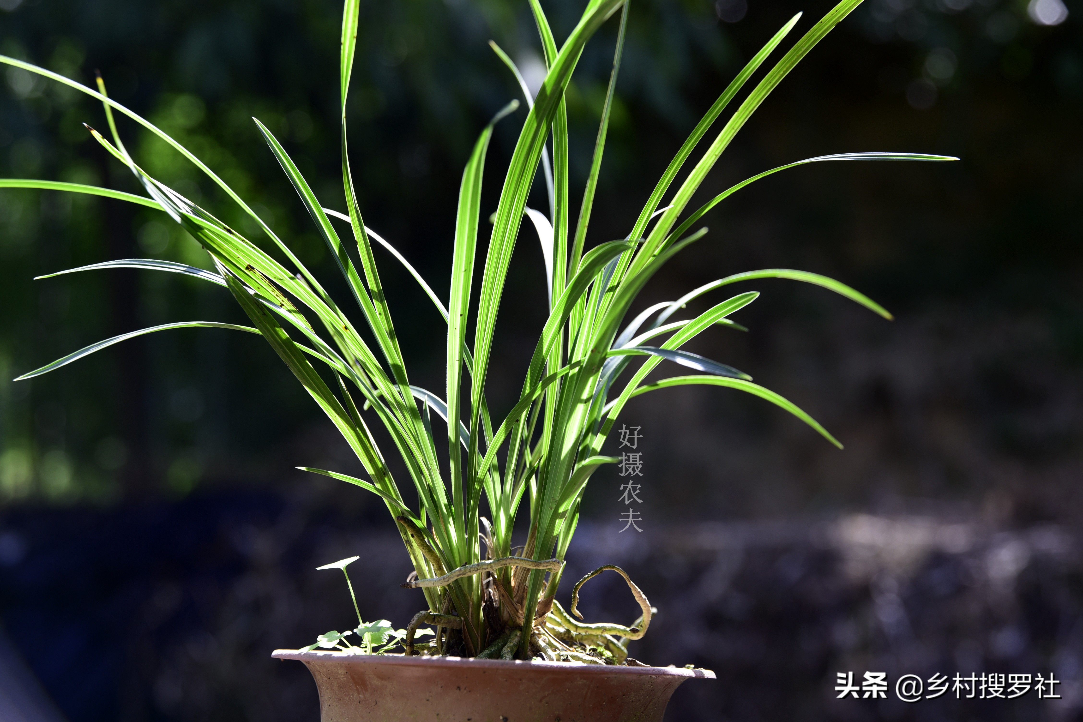 叶片起黑斑冬季爆发的兰花疾病,恶霉灵能治疗兰花叶片发黄黑斑吗