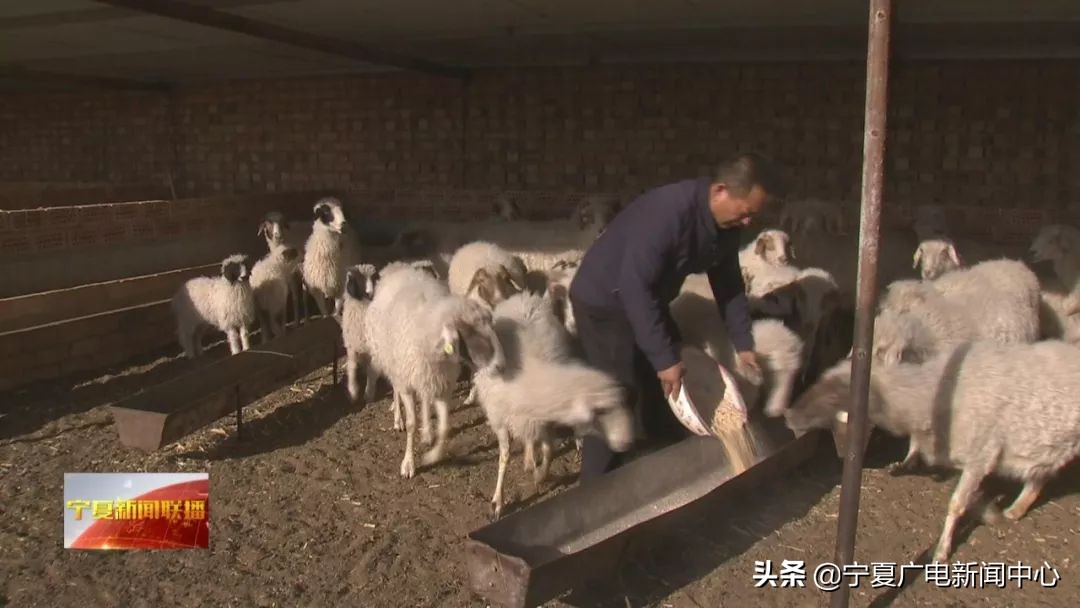 盐池滩羊市场行情,盐池滩羊价格最新行情