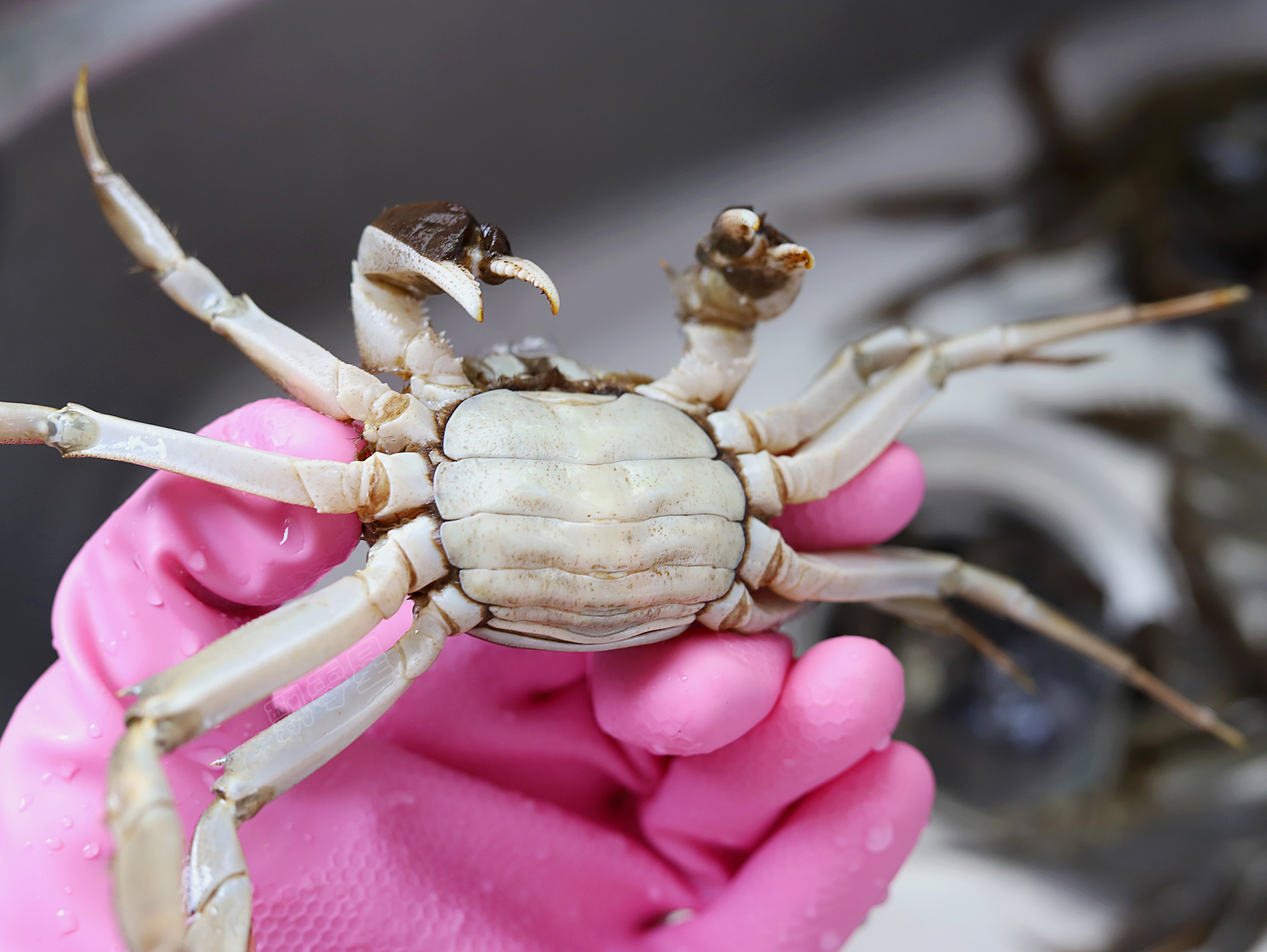 螃蟹怎么挑记住这几点你就是高手,爱吃螃蟹不会剥