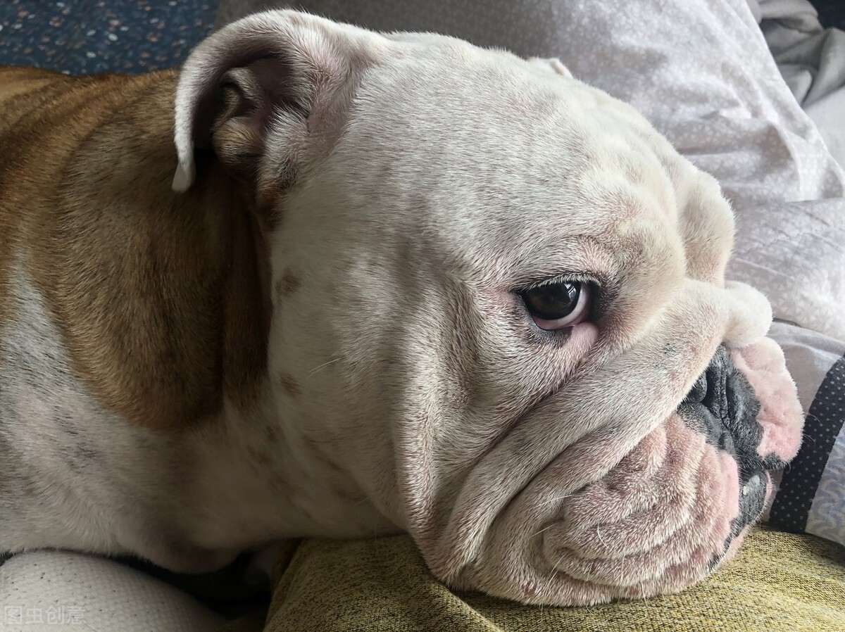 辟谣养狗十大谣言,养狗攻略之狗狗耳朵你了解有多少