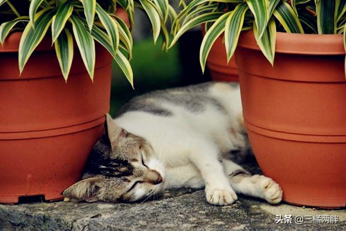 猫咪奇妙物语虎斑猫,奇妙猫咪物语全集