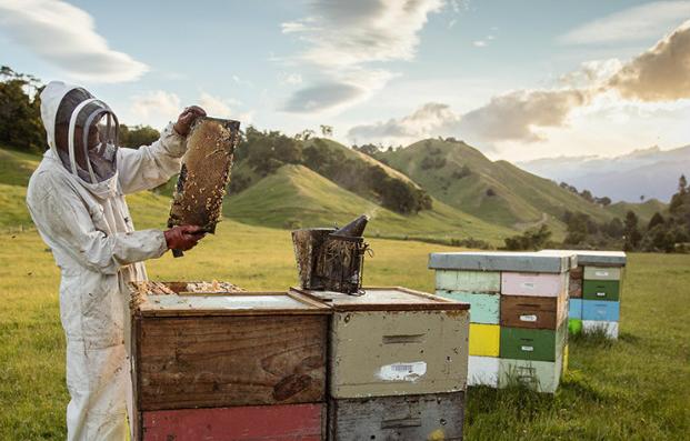 康维他麦卢卡蜂蜜奥克兰,康维他麦卢卡蜂蜜年中钜惠来袭