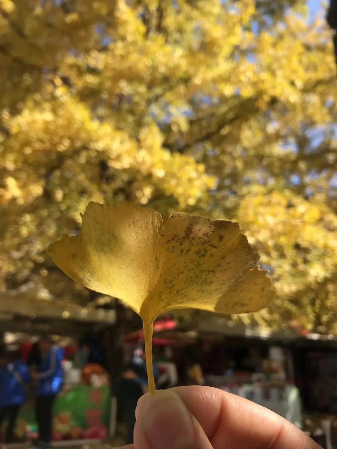 一家三口在大理租房,一家三口的田园生活