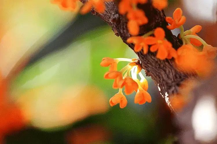 桂花香秋天的味道,南宁青秀山桂花盛开