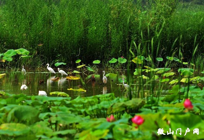 济宁微山县有哪些地方,山东济宁微山地理位置