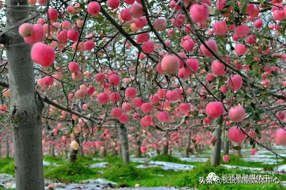 大美长武全部视频,把大好河山收藏