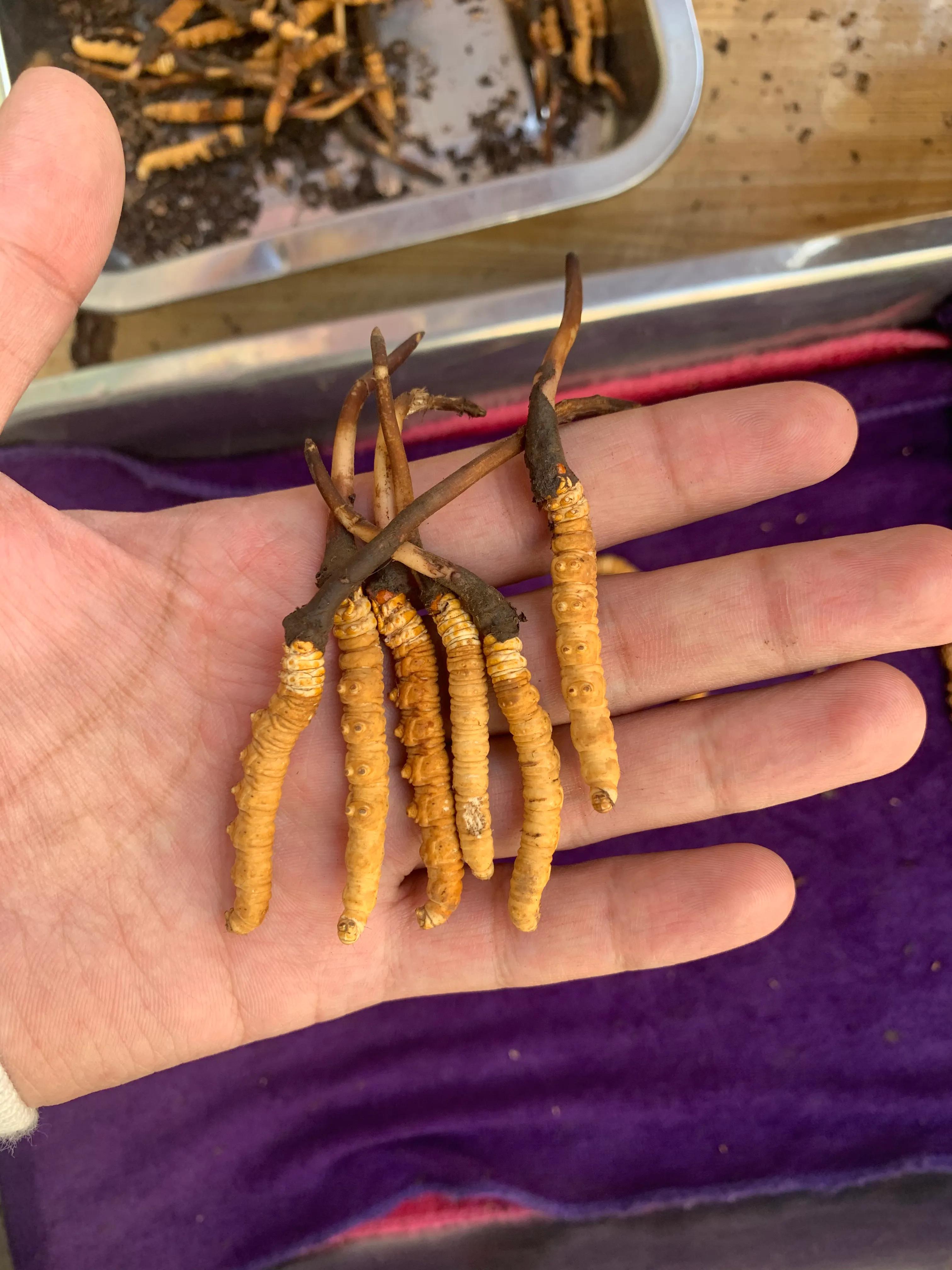 四川青海西藏冬虫夏草,青海果洛虫草新鲜冬虫夏草