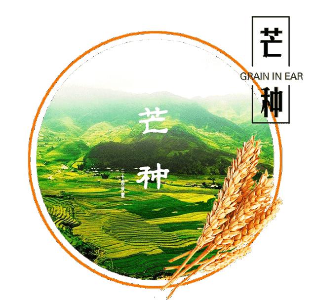 芒种来临盛夏已至芒种养生六要点,今日芒种播种与收获