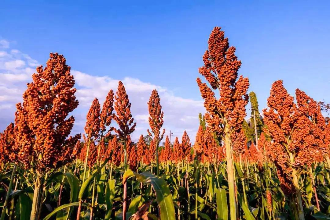 代言版《定位》01：品类的诞生