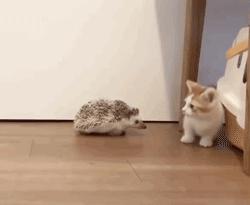 猫咪咬人怎么区分真咬假咬,猫咪如果经常咬你的手怎么办