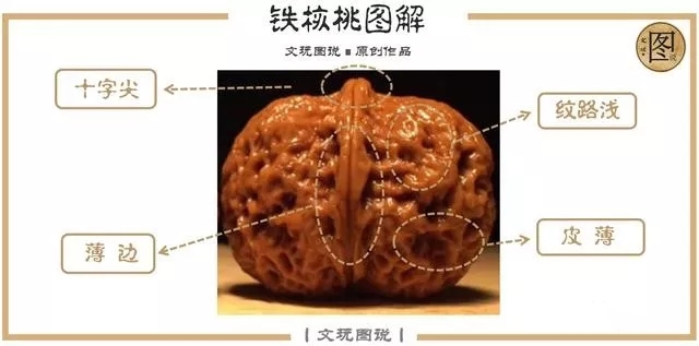 文玩核桃官帽和狮子头区别,文玩核桃官帽与狮子头区别