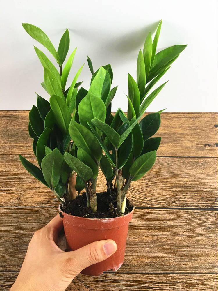 金钱树怎么养才能长得快又茂盛,金钱树怎么养才是正确的