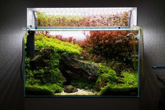 草缸有必要用专业的灯吗,草缸用普通的led灯可以吗