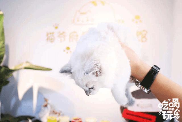 软萌暴击!邯郸这家高颜值猫咖上线,“吸猫”终于提上日程!
