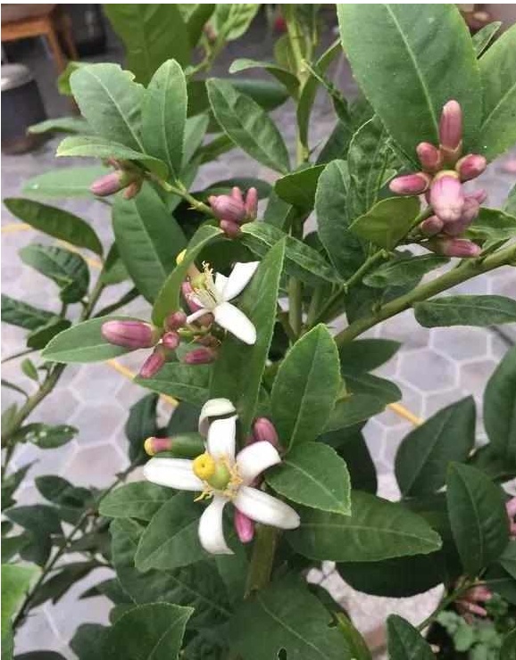 好养又散发氧气的盆栽,室内四季开花好养带香的盆栽