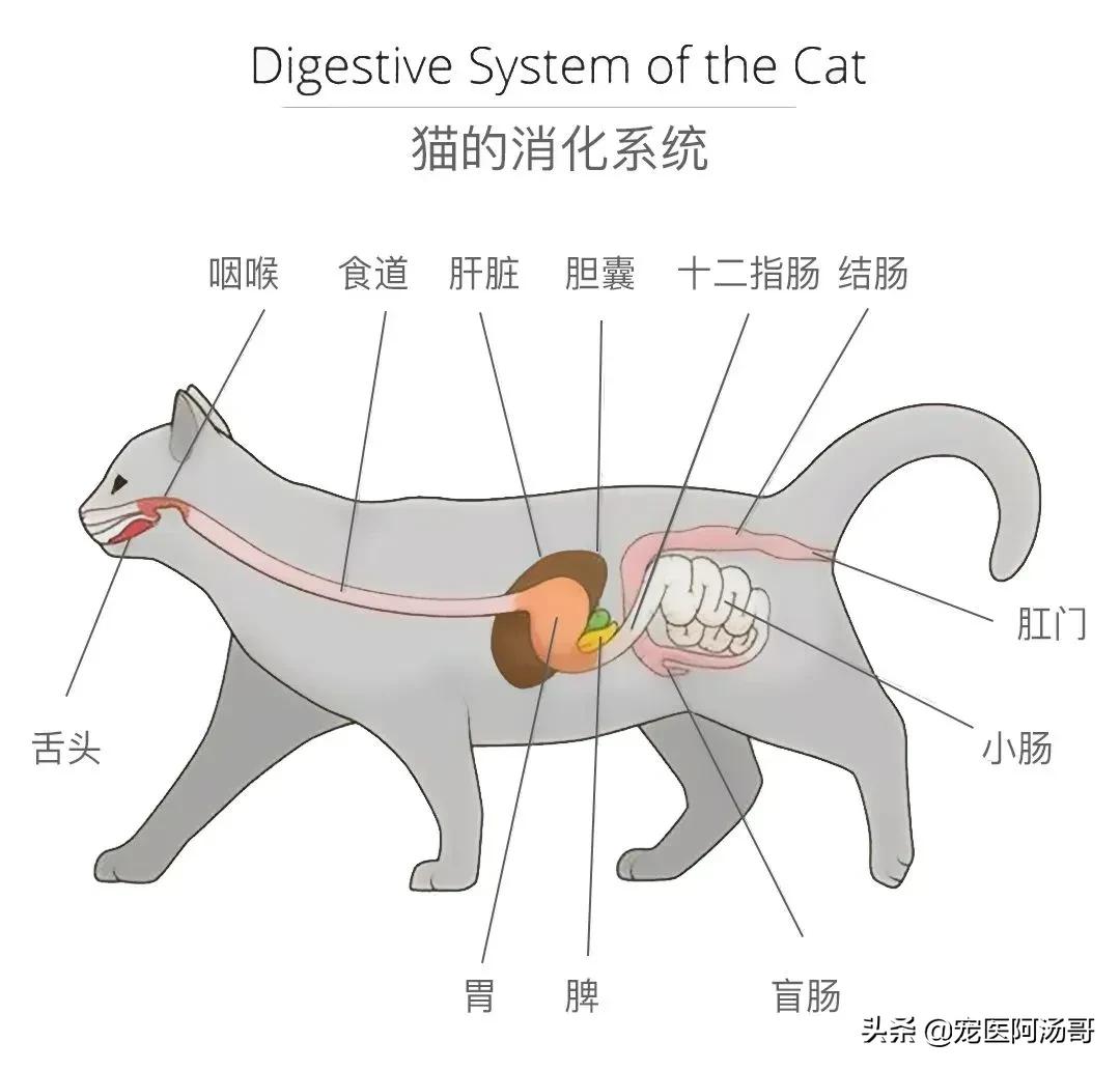 猫咪能吃饼干吗,猫咪能吃蛋糕和奶油吗