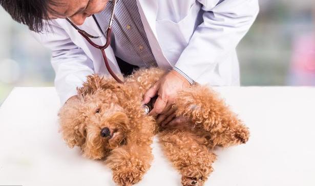 贵宾犬的五大缺点看完你还敢养吗,不建议养贵宾犬的五大理由