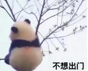 外出携带猫包哪种比较好,带猫出门适合什么样的猫包