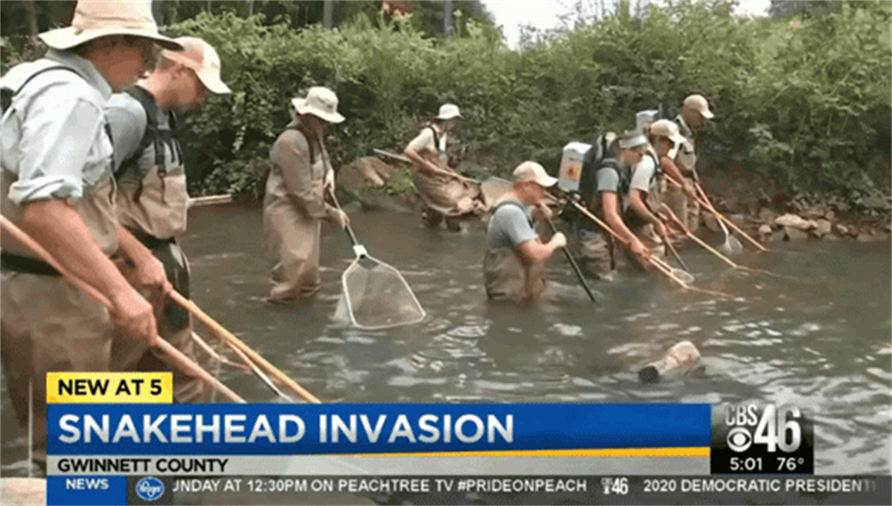 “蛇头鱼”在美国泛滥成灾，花费8亿美元治理，甚至不惜抽干湖水