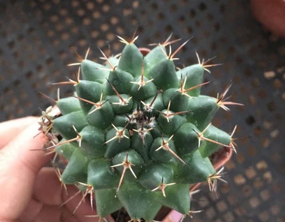 101仙人球,101个仙人球品种