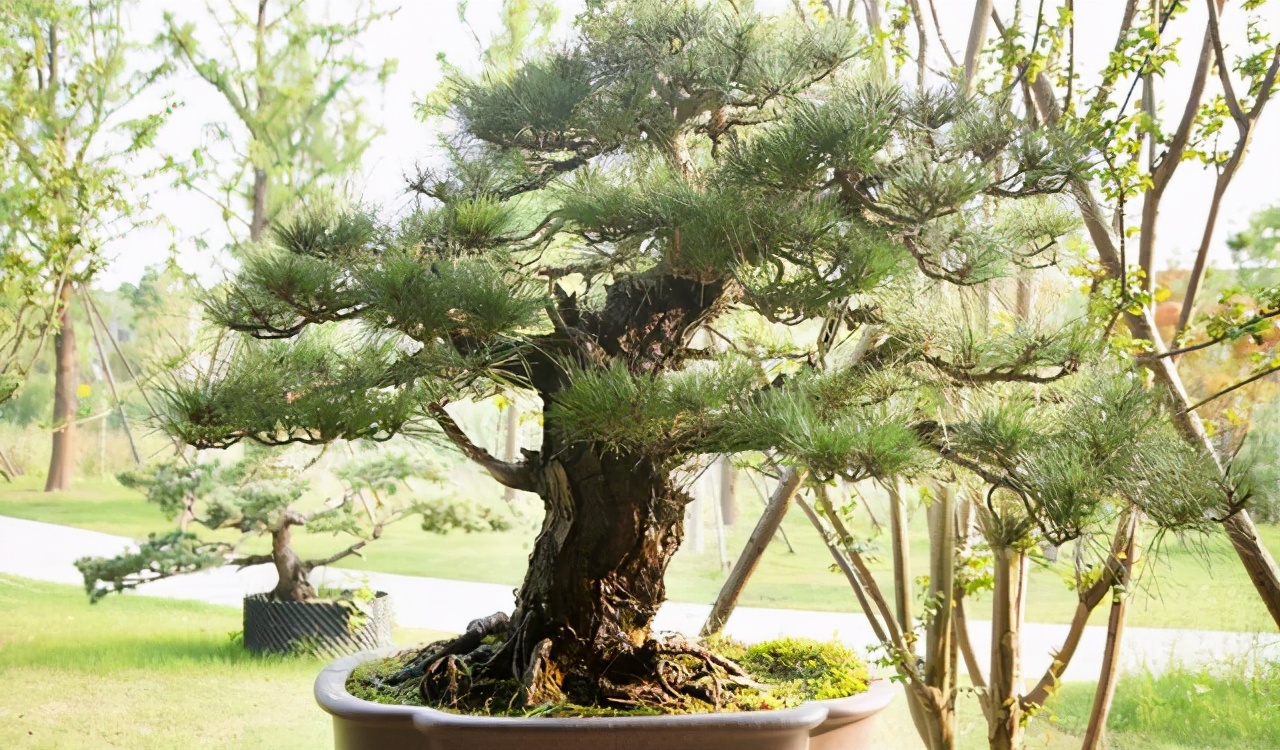 松柏翻盆时候盆面青苔要去除吗,松柏类树的换土方法