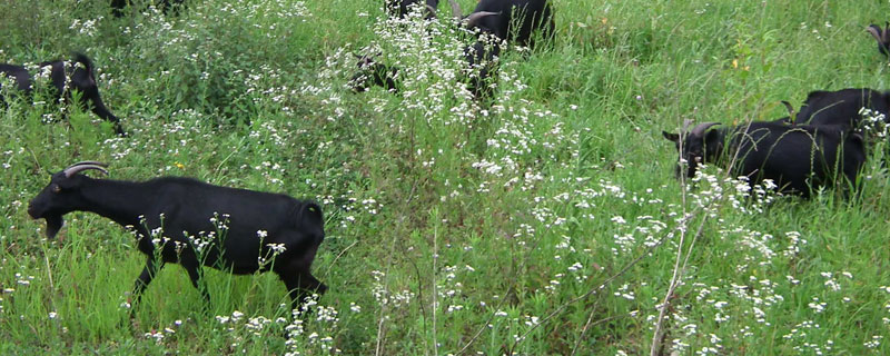 农村养殖山羊怎样养护,山羊养殖技术哪里好