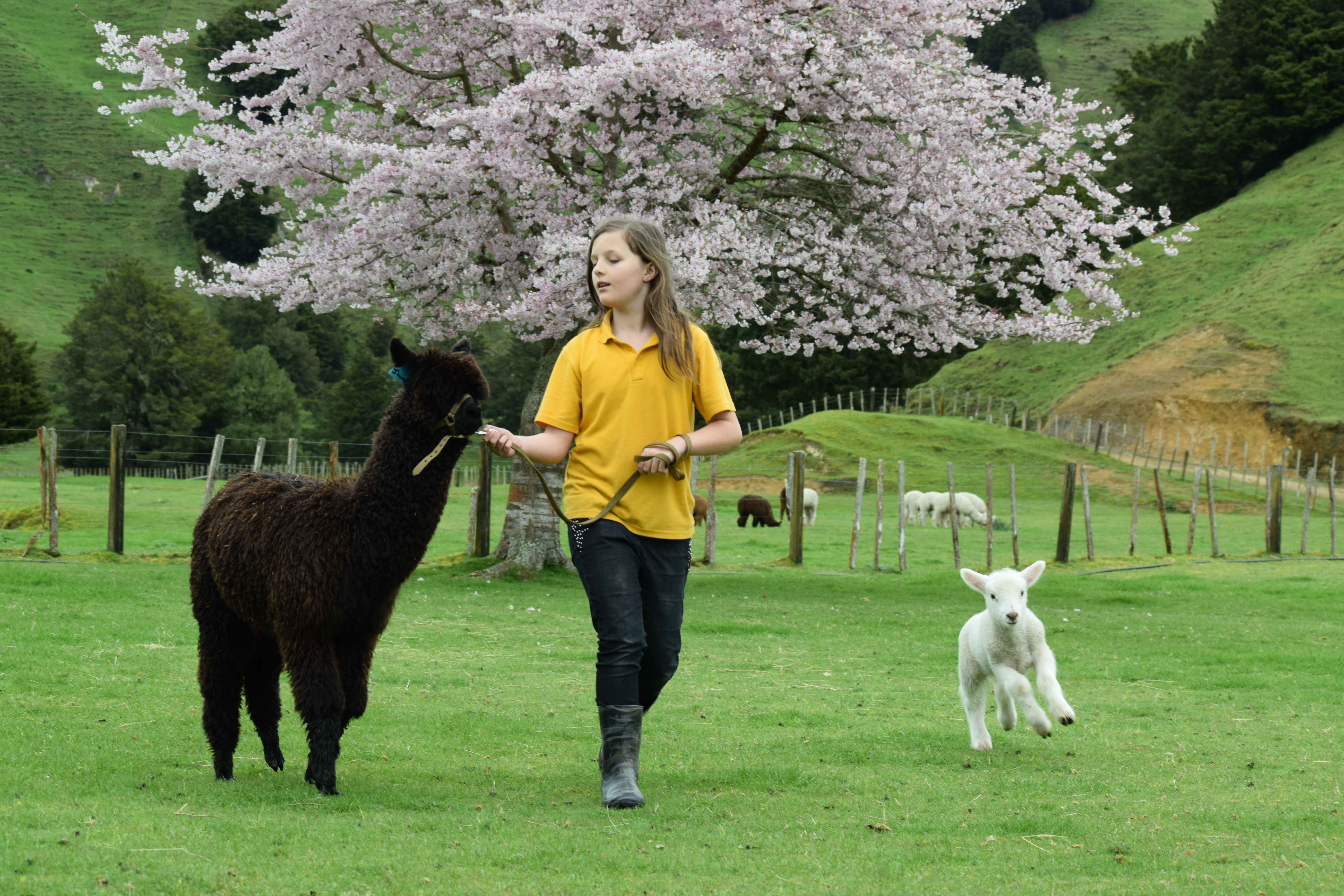 鍛嗚悓棰勮,鍛嗚悓缇婇┘鐢熸皵