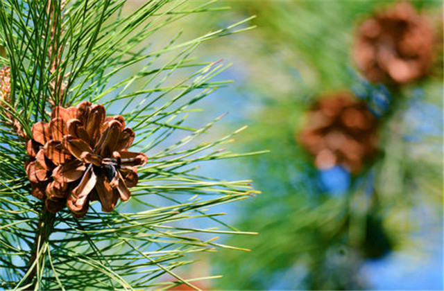 马尾松丰产栽培实用技术视频,马尾松树苗的栽培