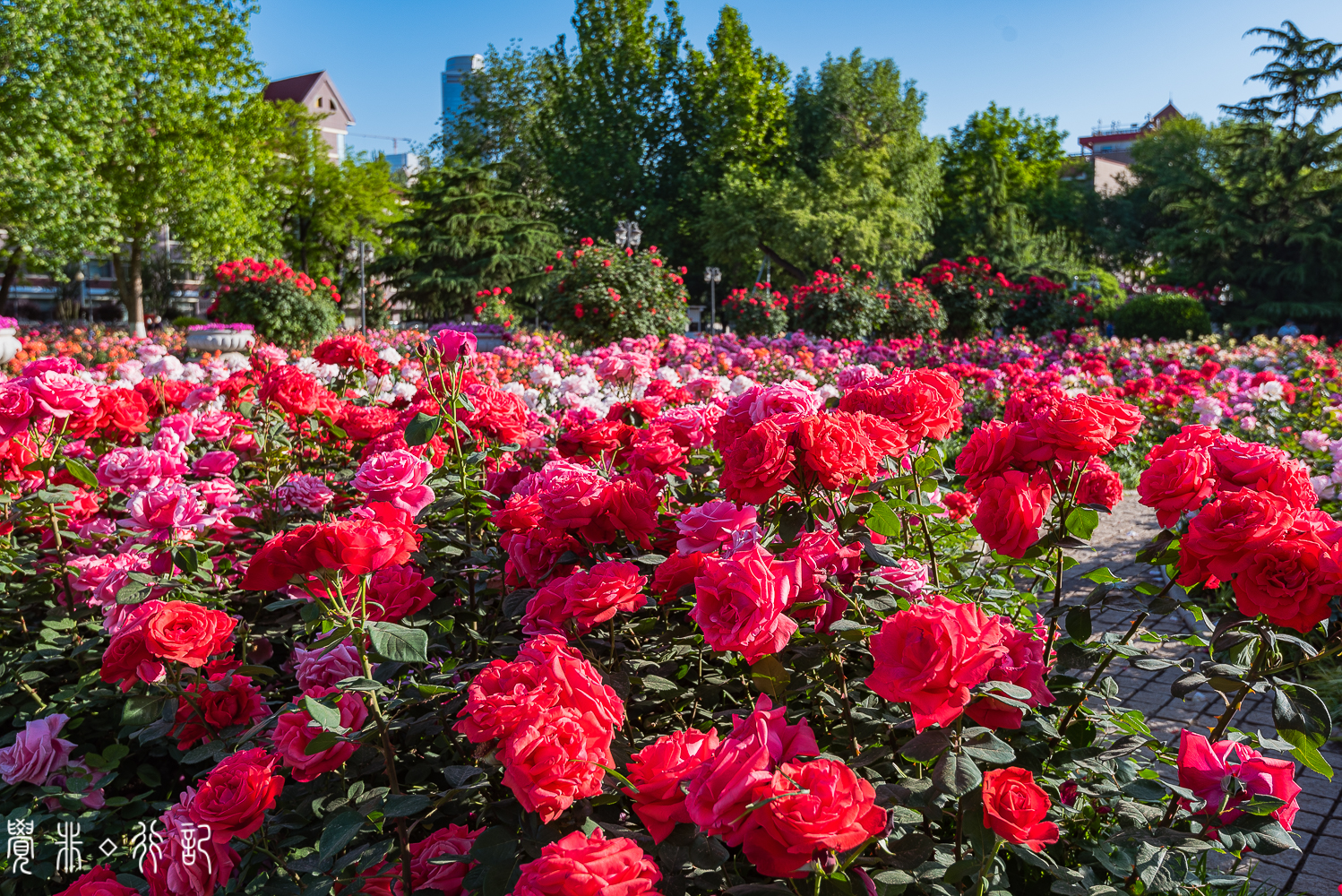 月季花中国特有品种,从中国运到欧洲的四种月季