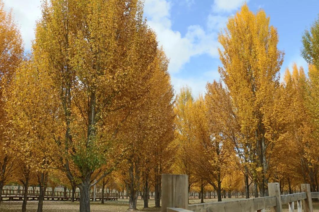 滇藏线香格里拉到稻城亚丁,成都318川藏线稻城自驾游5天路线