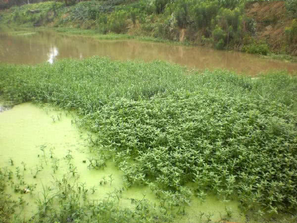 夏季钓野河怎样选钓位,初夏钓野鲫怎么选钓点