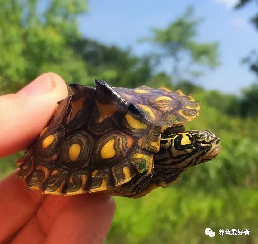 鸡龟是锦龟吗,鸡龟叫什么名字